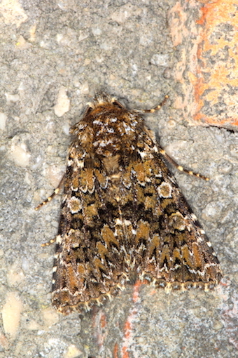 Noctuidae - Hadena (Hadena) magnolii